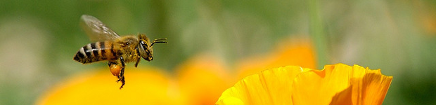 Alege sa traiesti sanatos!